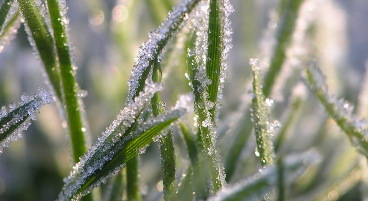 Grass